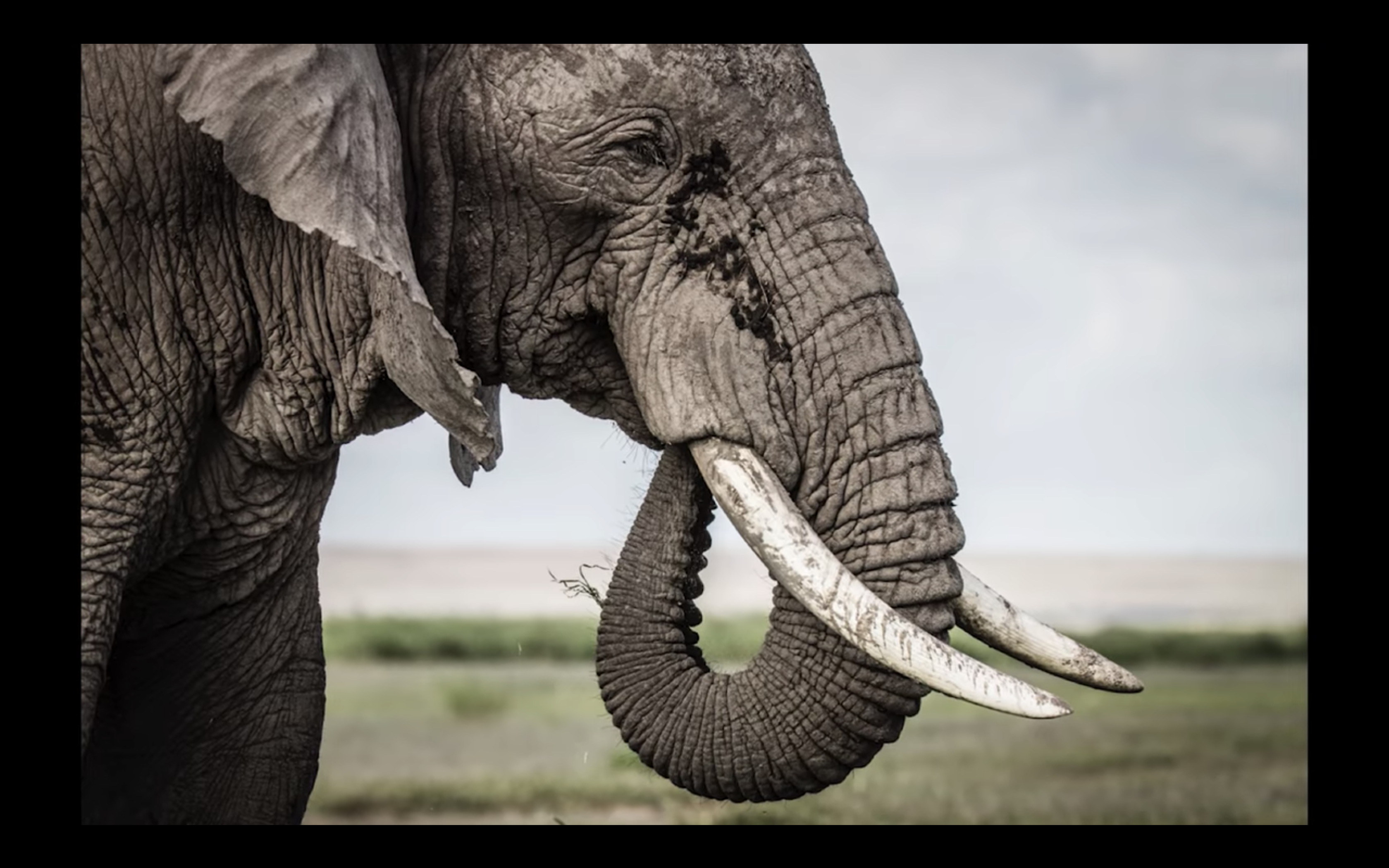 elephant head